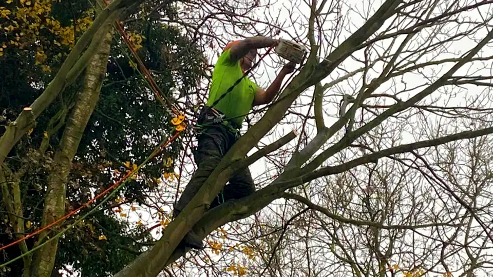 Welton_Tree_Services_Excellence