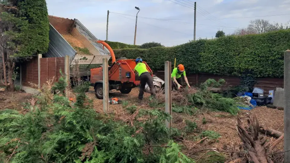 Welton_Tree_Services_Expertise